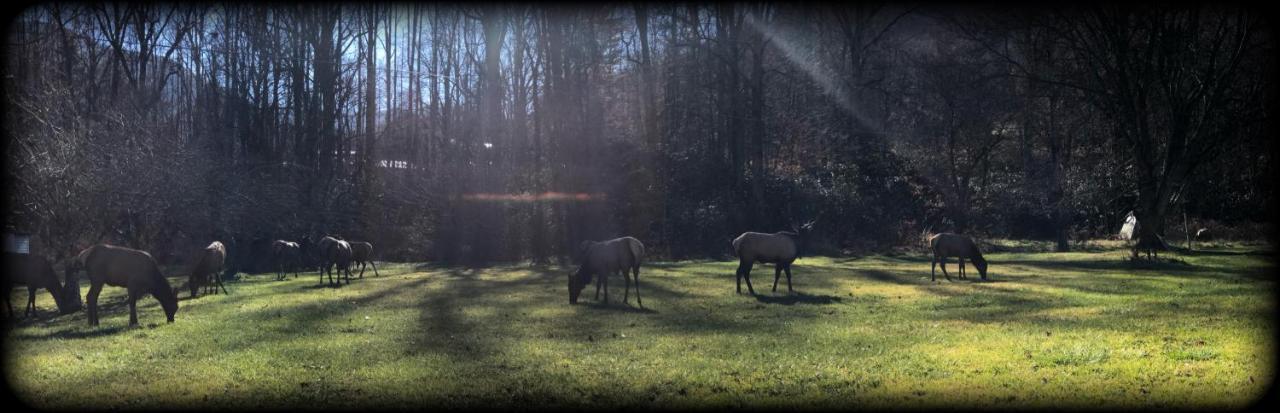 Stony Creek 2* Maggie Valley
